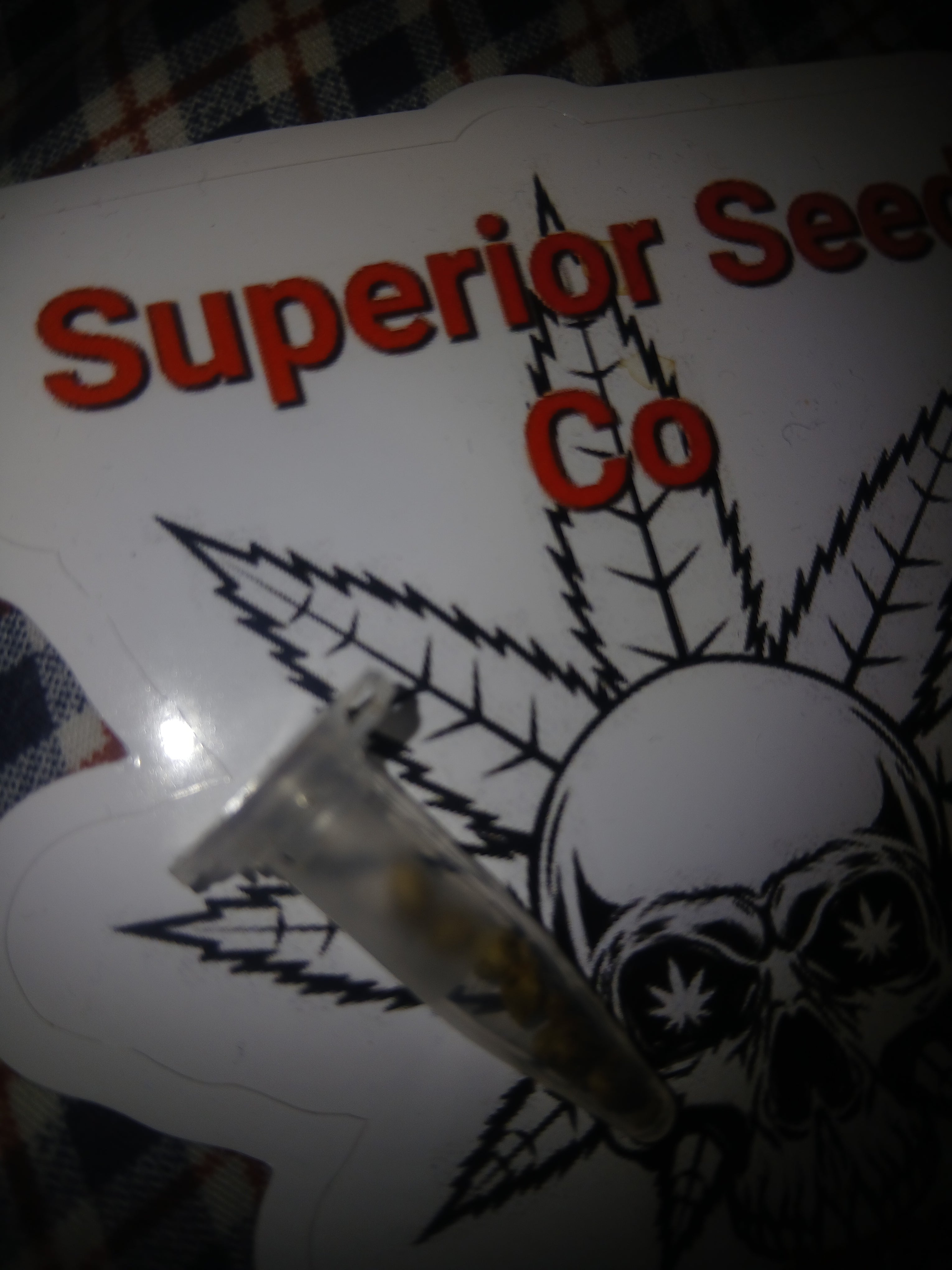 Sour diesel 10-pack feminized seeds