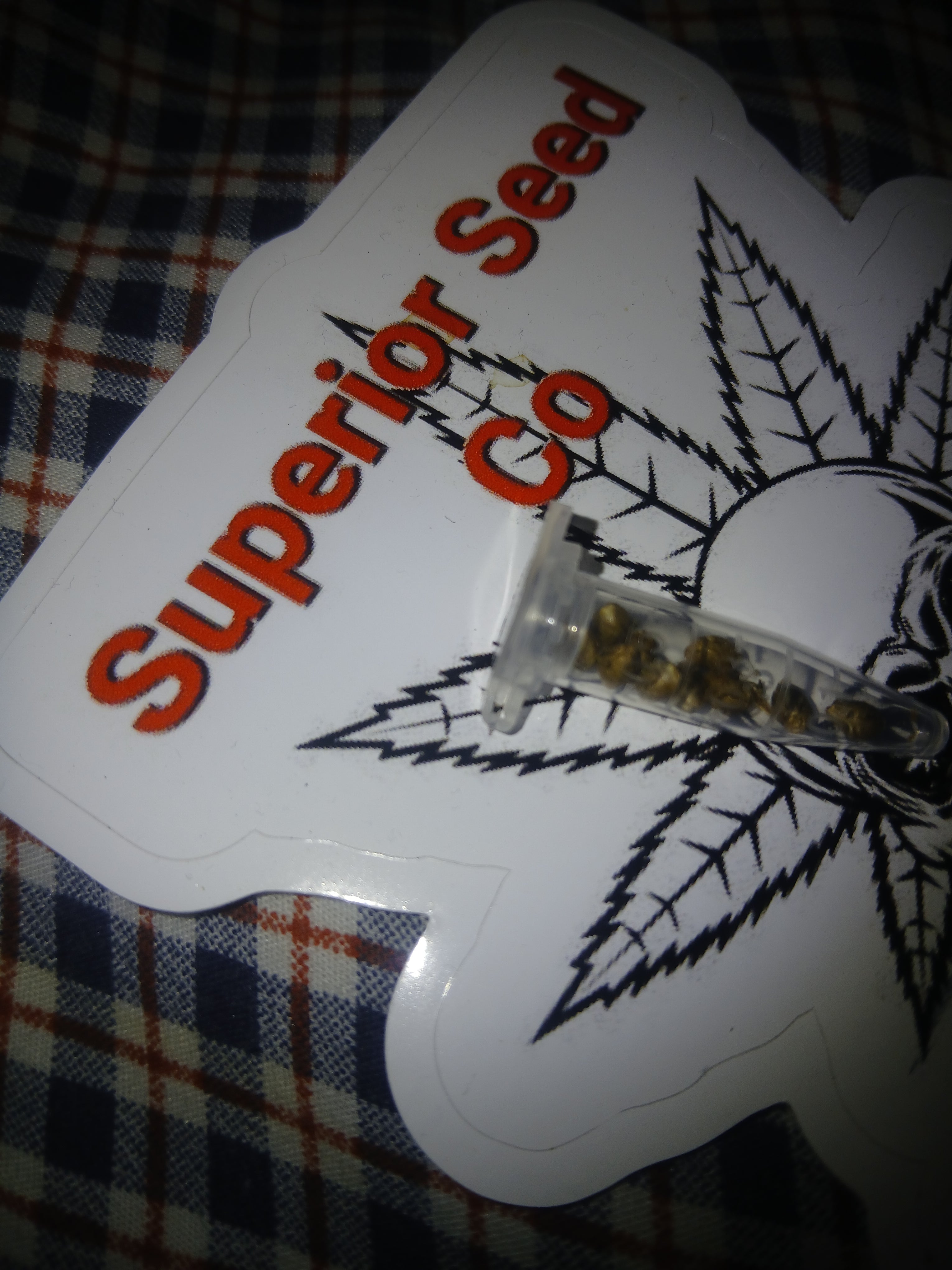 Diesel cookies 10-pack of feminized seeds