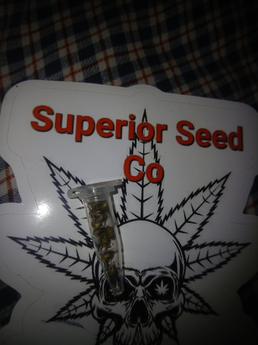Diesel cookies 10-pack of feminized seeds