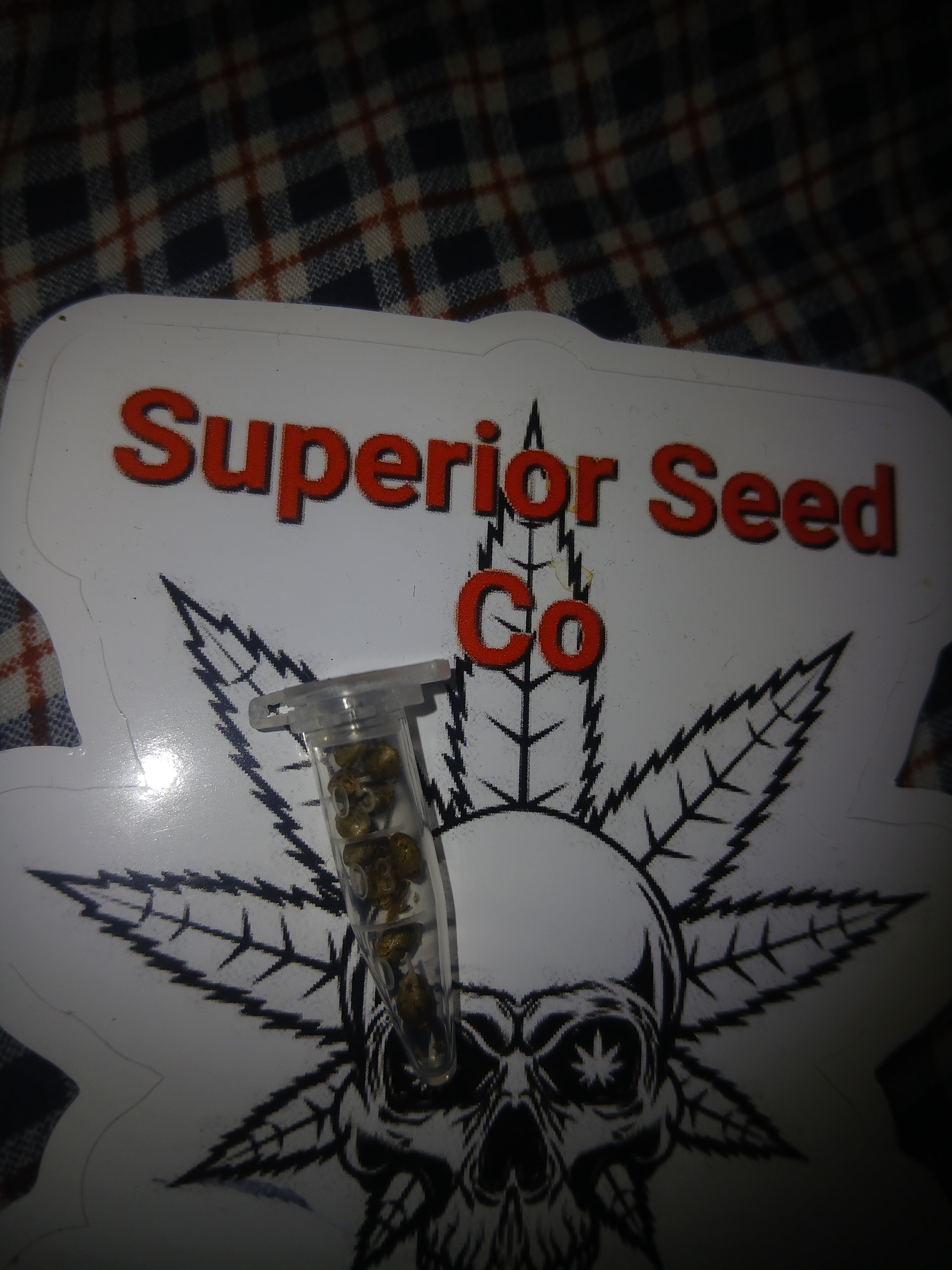 Diesel cookies 10-pack of feminized seeds