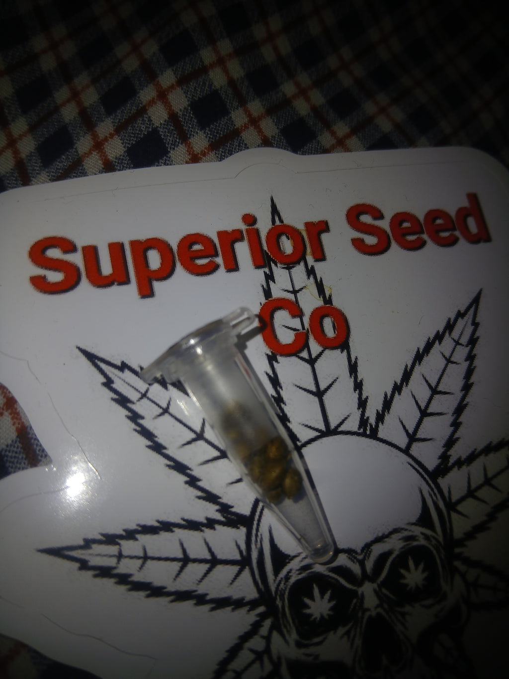 Sour Berry 10-pack of feminized seeds