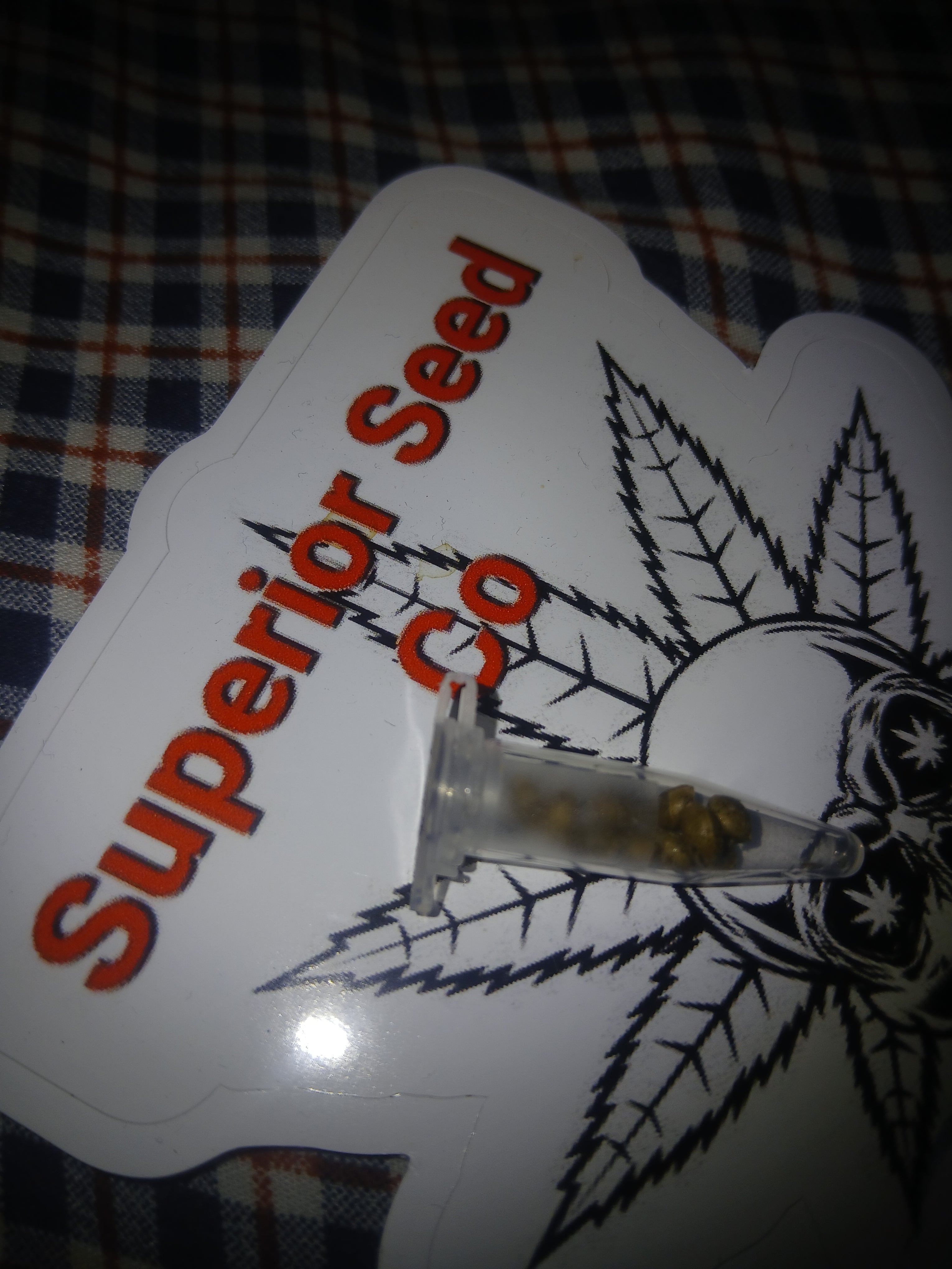 Sour Berry 10-pack of feminized seeds