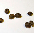 Limited supply:Motorbreath 10-pack feminized seeds