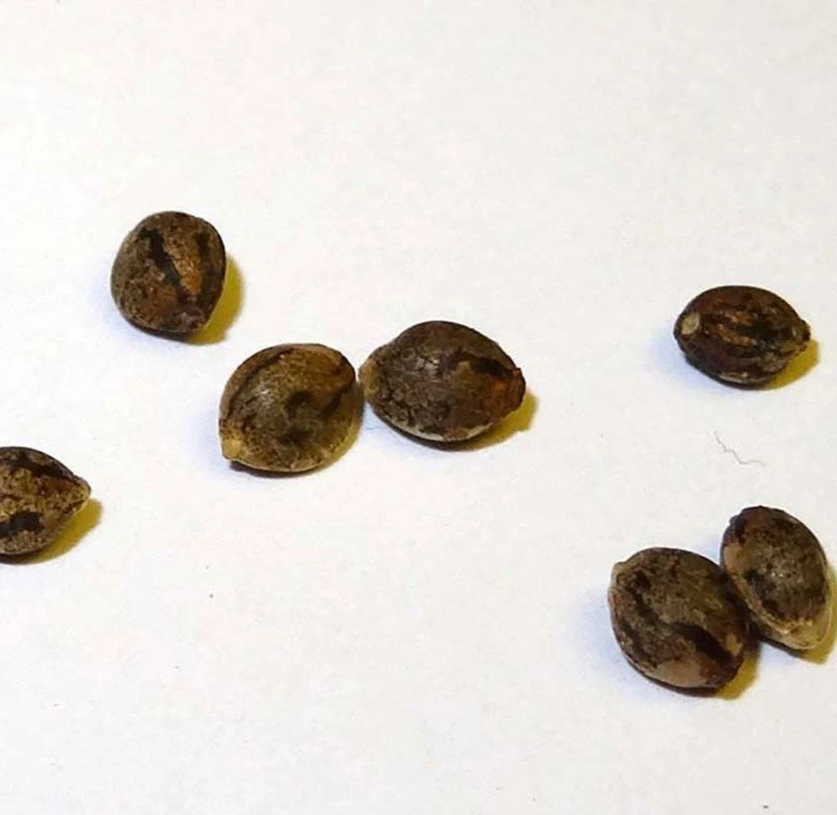 Limited supply:Motorbreath 10-pack feminized seeds