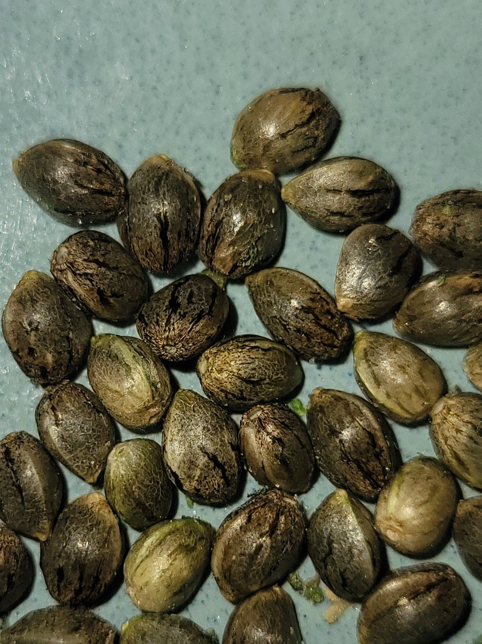 Limited supply: Bruce Banner 10-pack feminized