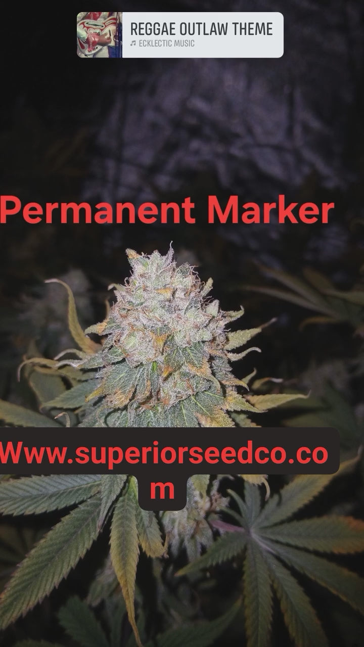 Permanent Marker 10-pack of feminized seeds