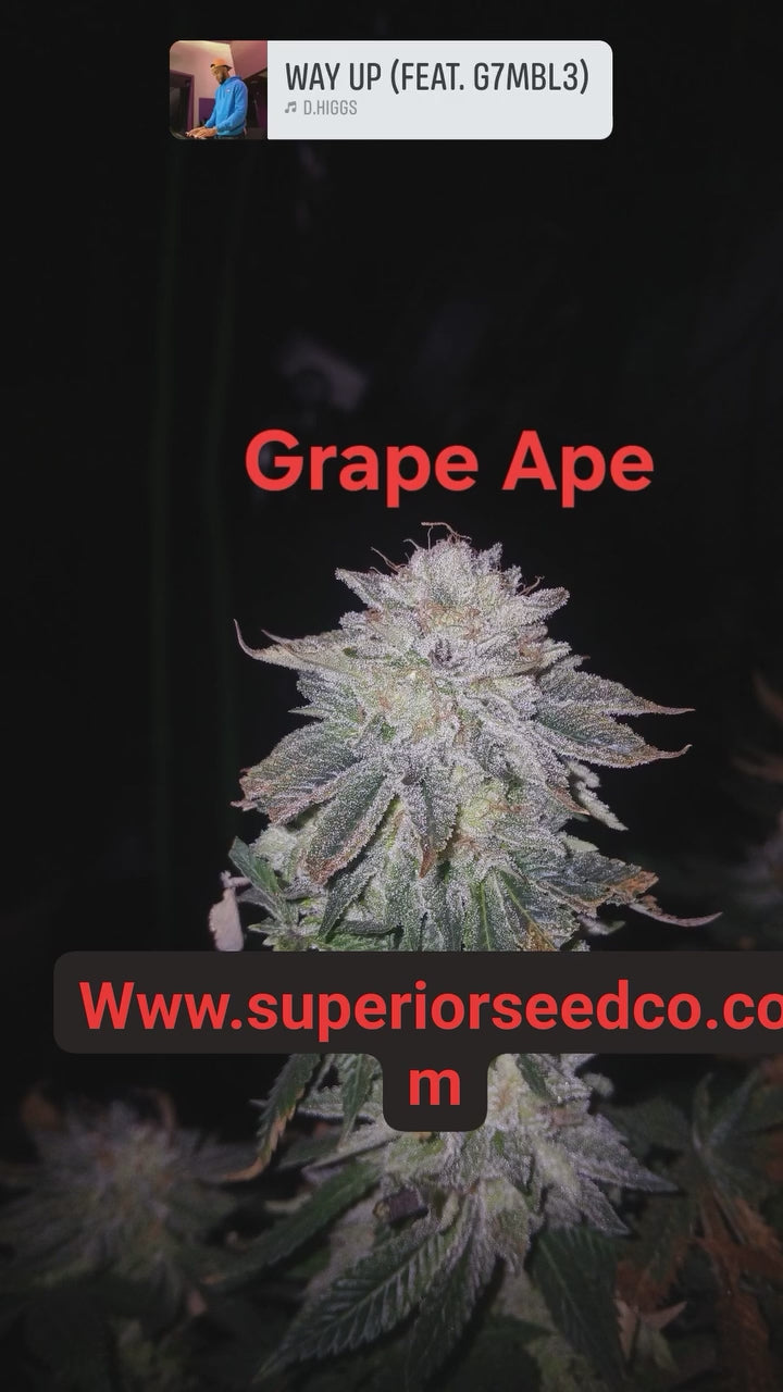 Grape Ape feminized 10-pack