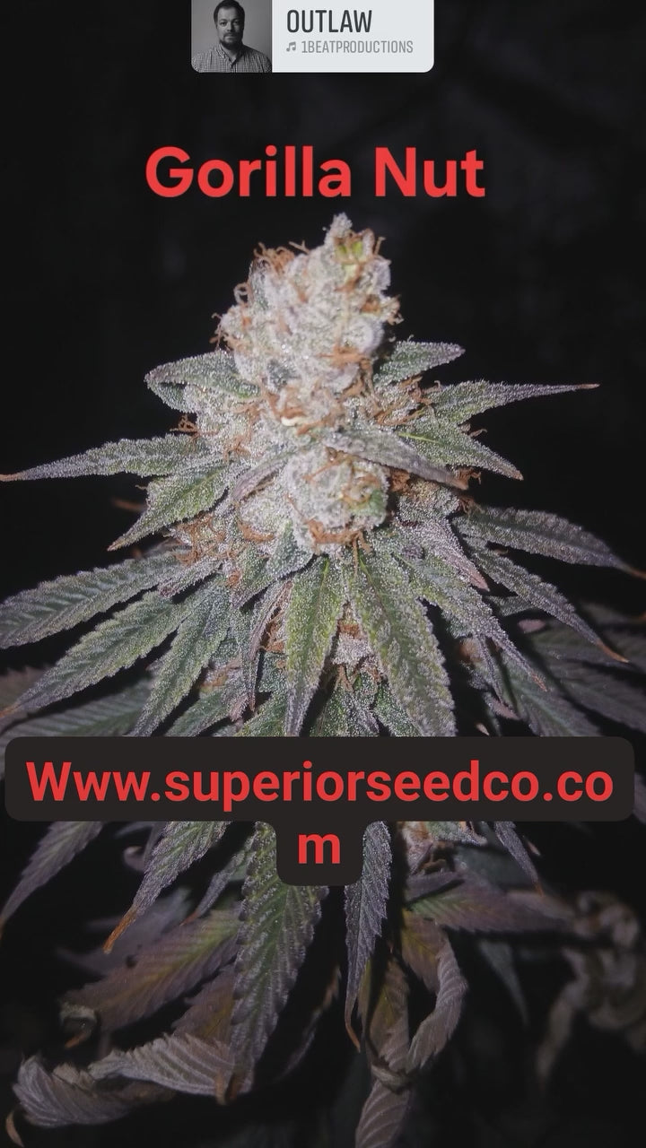 Gorilla Nut 10-pack of feminized seeds