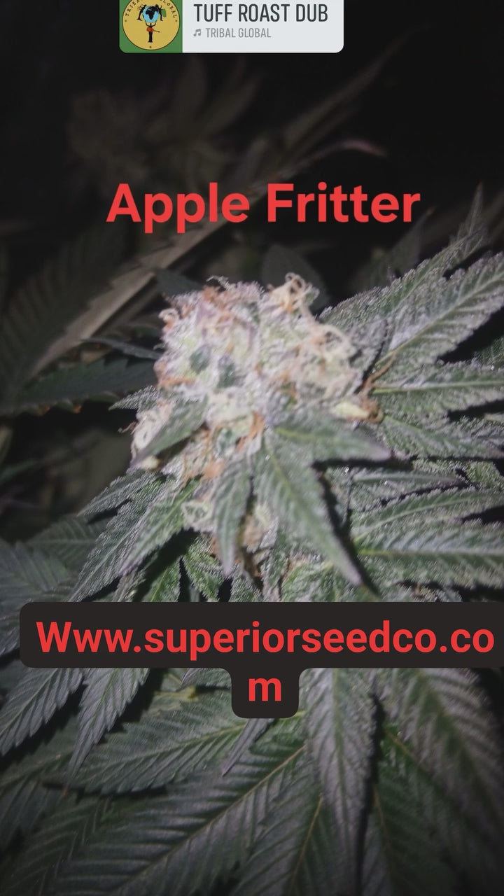 Apple Fritter 10-pack feminized seeds