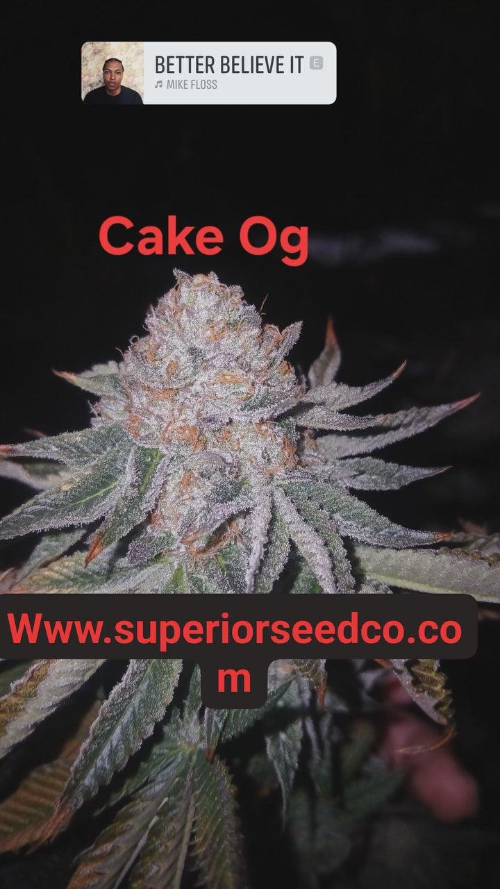 Og cake feminized 10-pack