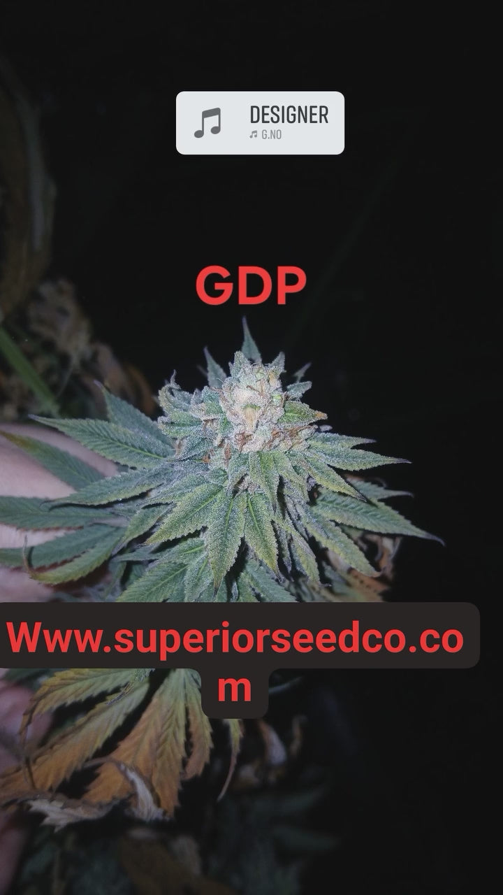 Granddaddy Purp 10-pack of feminized seeds