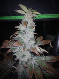 Khalifa Ape 10-pack feminized photoperiod