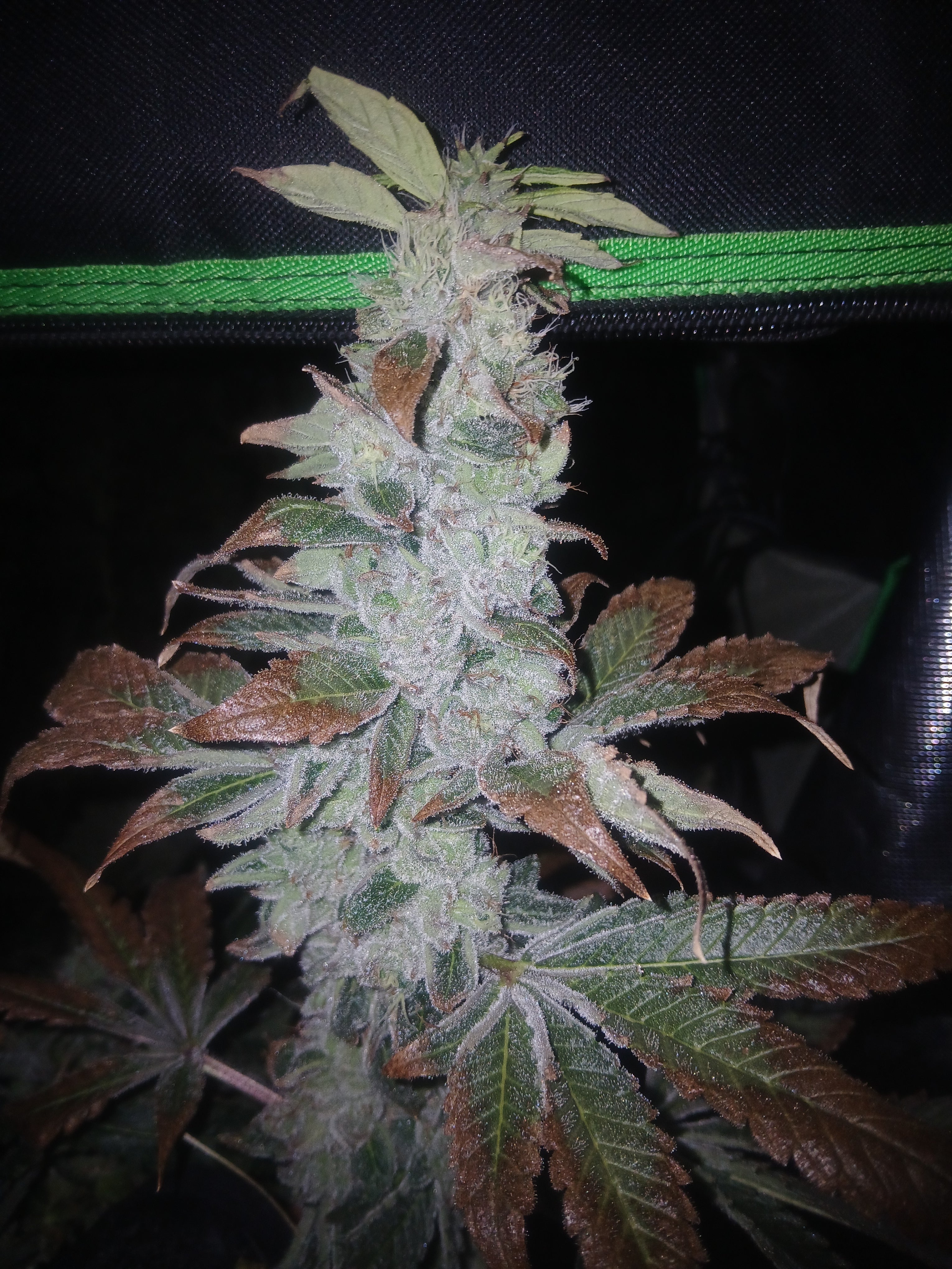 Khalifa Ape 10-pack feminized photoperiod