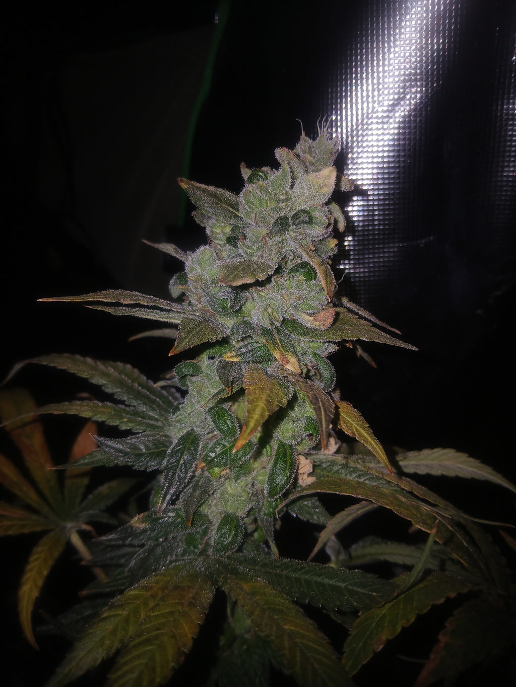 Sour Ape 10-pack feminized photoperiod