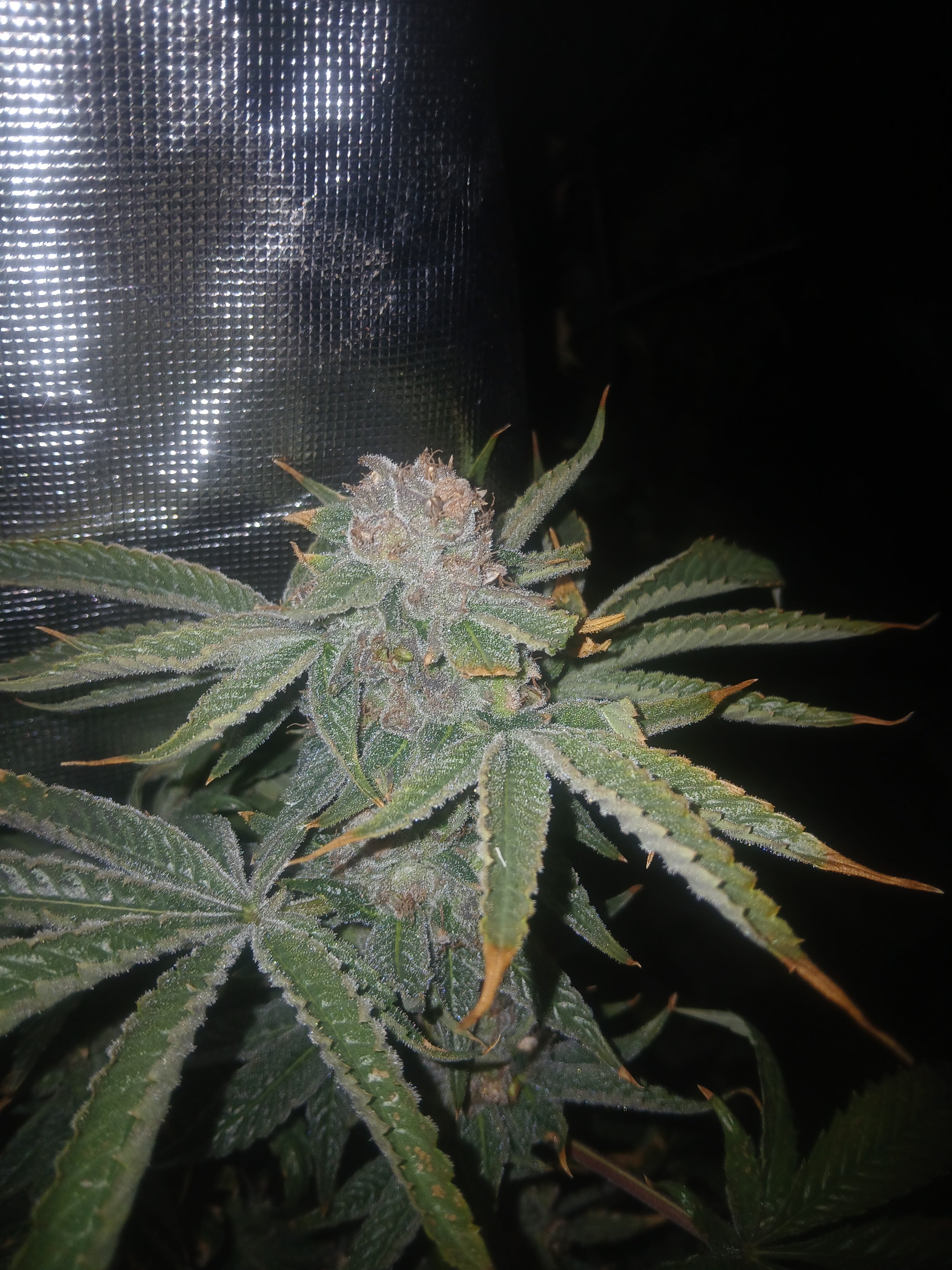 Khalifa glue 10-pack photoperiod feminized
