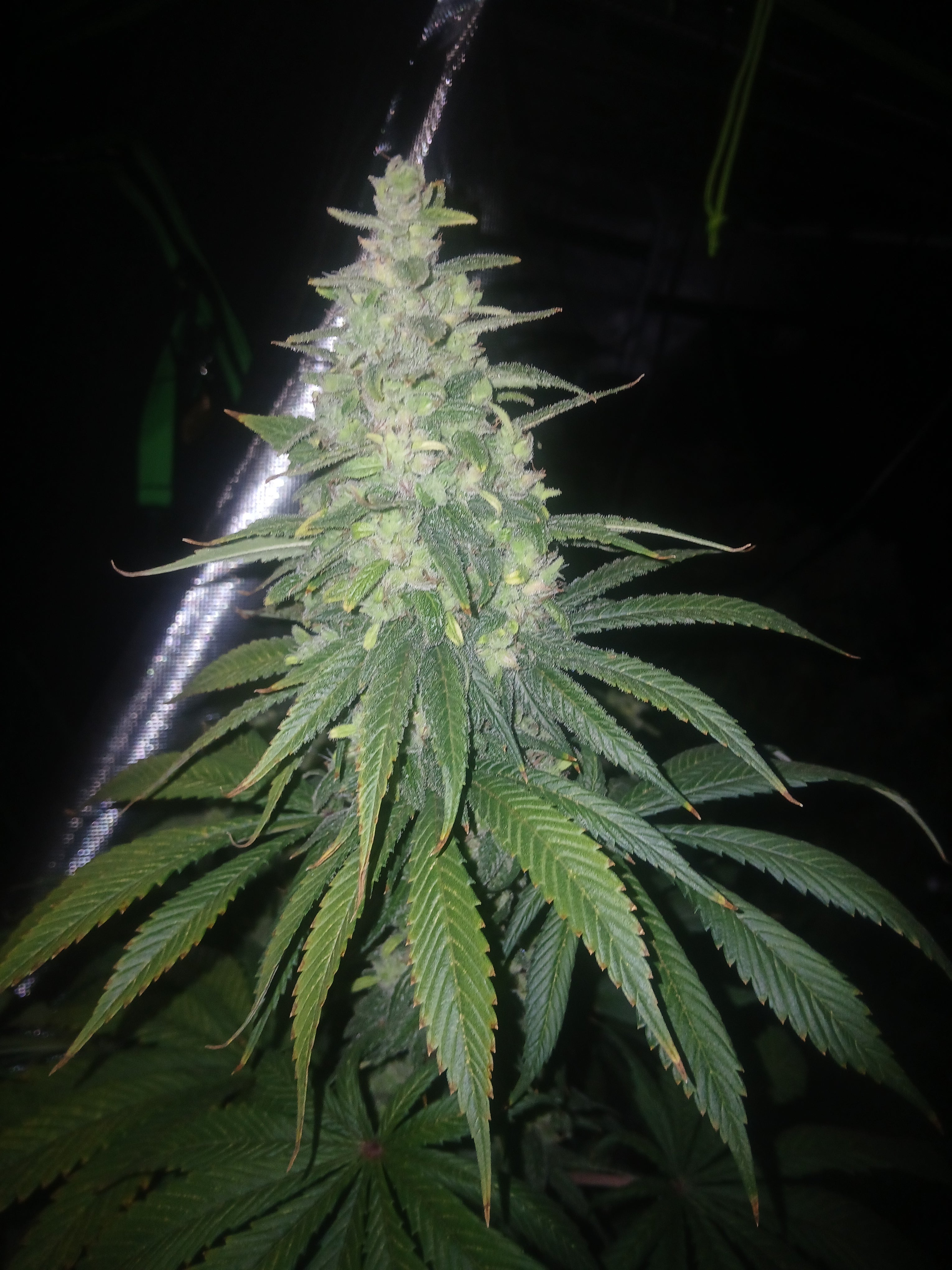 Gorilla Kush 10-pack feminized photoperiod