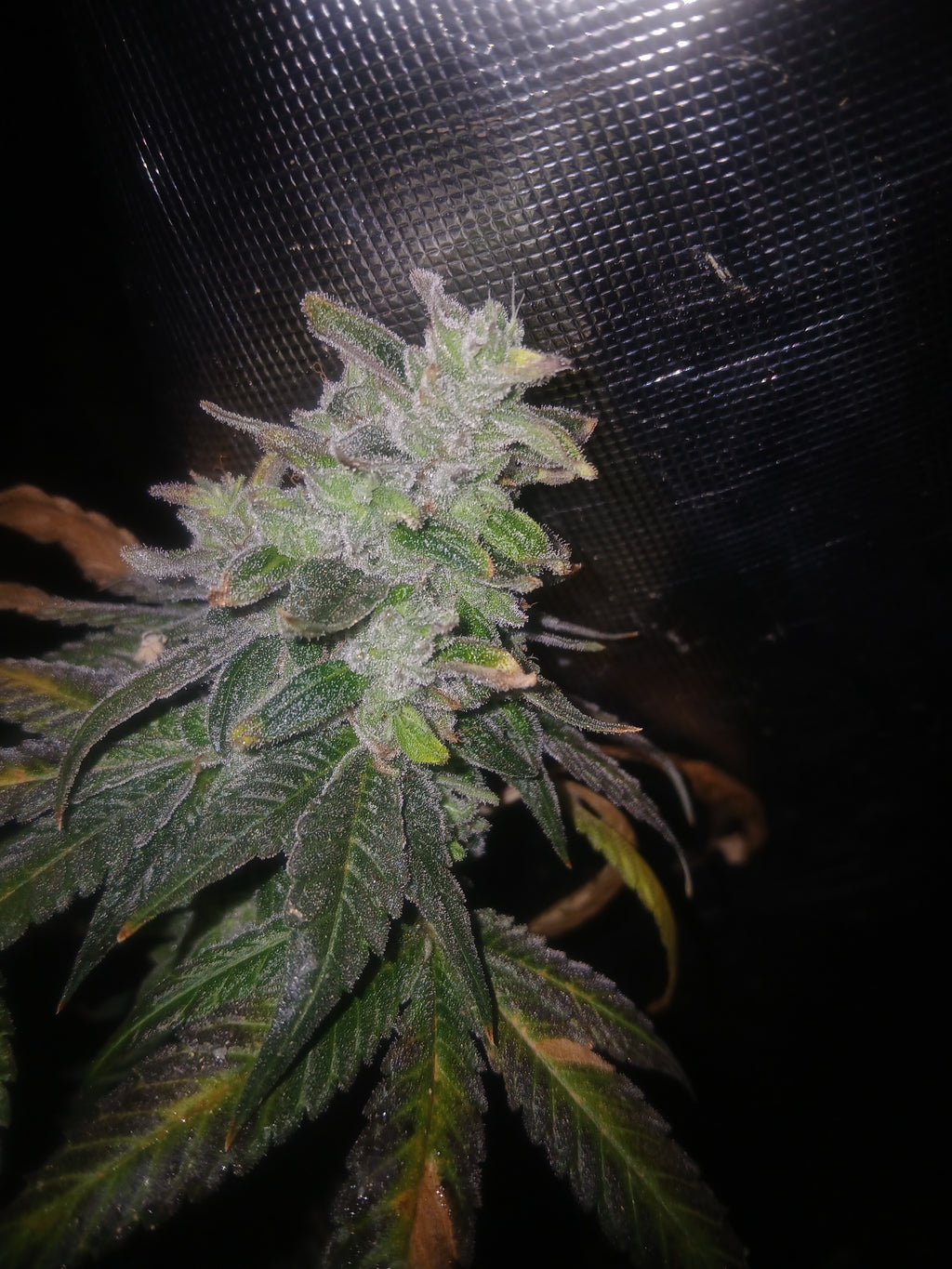 Gorillia Grape 10-pack feminized photoperiod