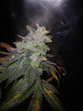 Gorillia Grape 10-pack feminized photoperiod