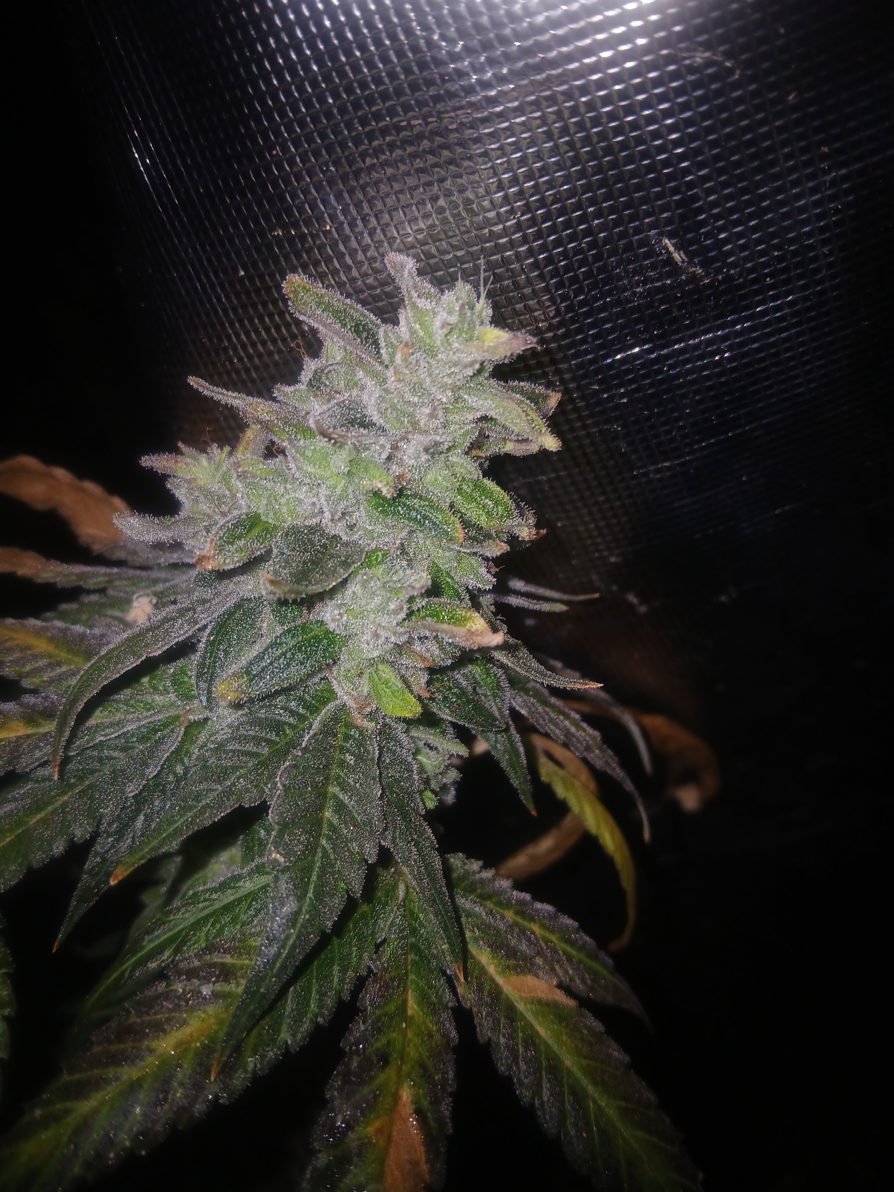 Gorillia Grape 10-pack feminized photoperiod