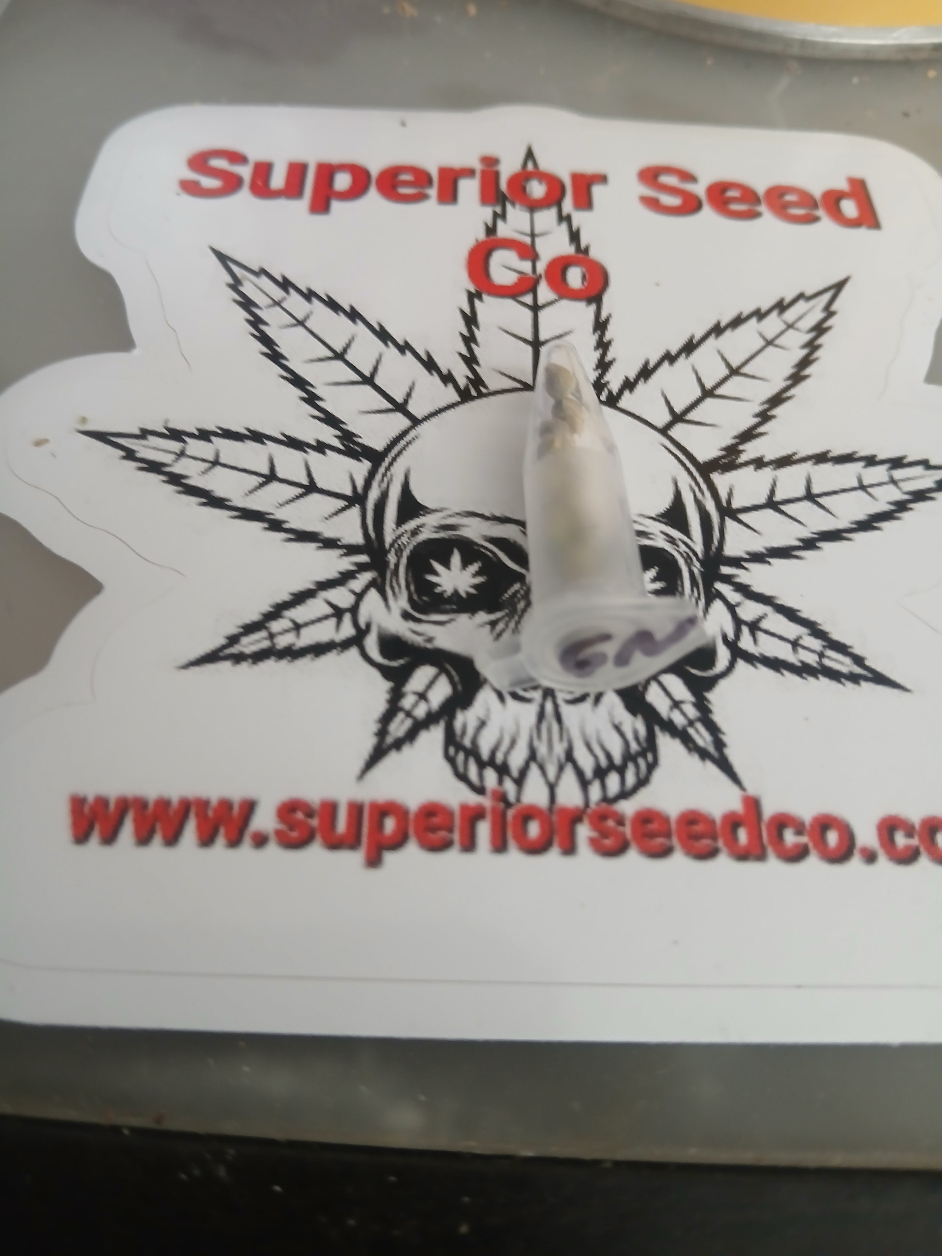 Gorilla Nut 10-pack of feminized seeds