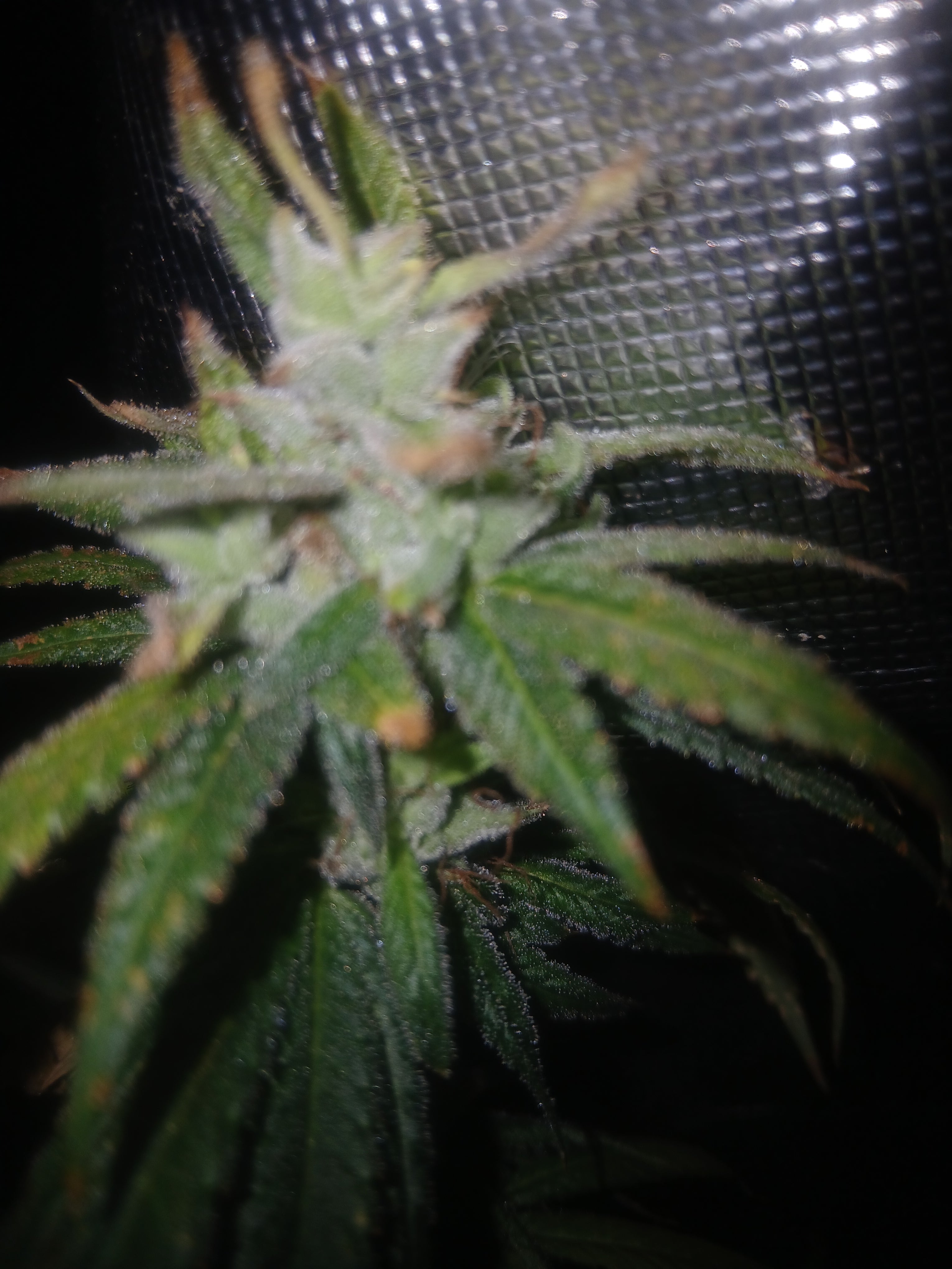Grape Breath 10-pack feminized photoperiod