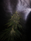 Diesel Glue 10-pack feminized photoperiod
