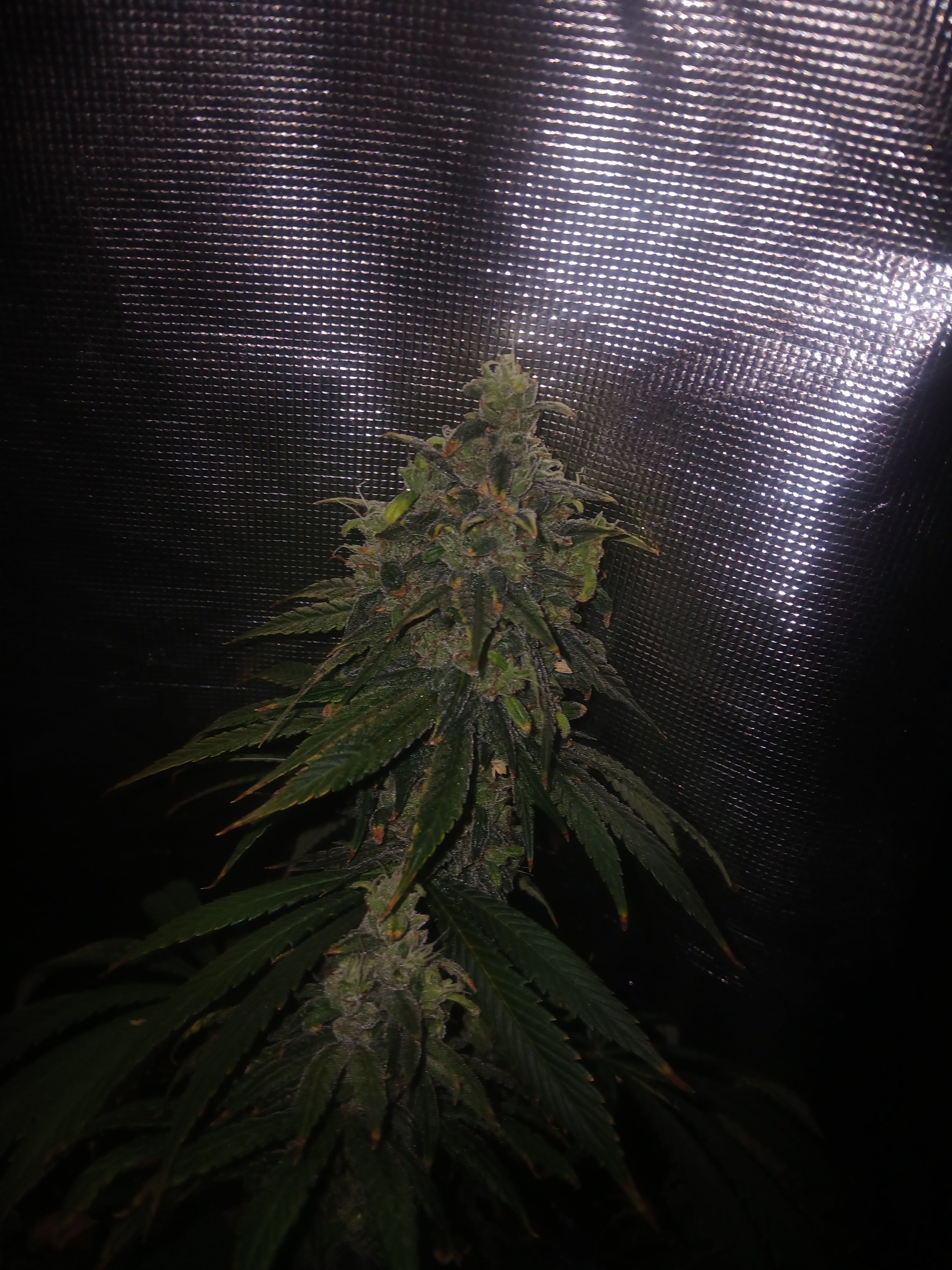 Diesel Glue 10-pack feminized photoperiod