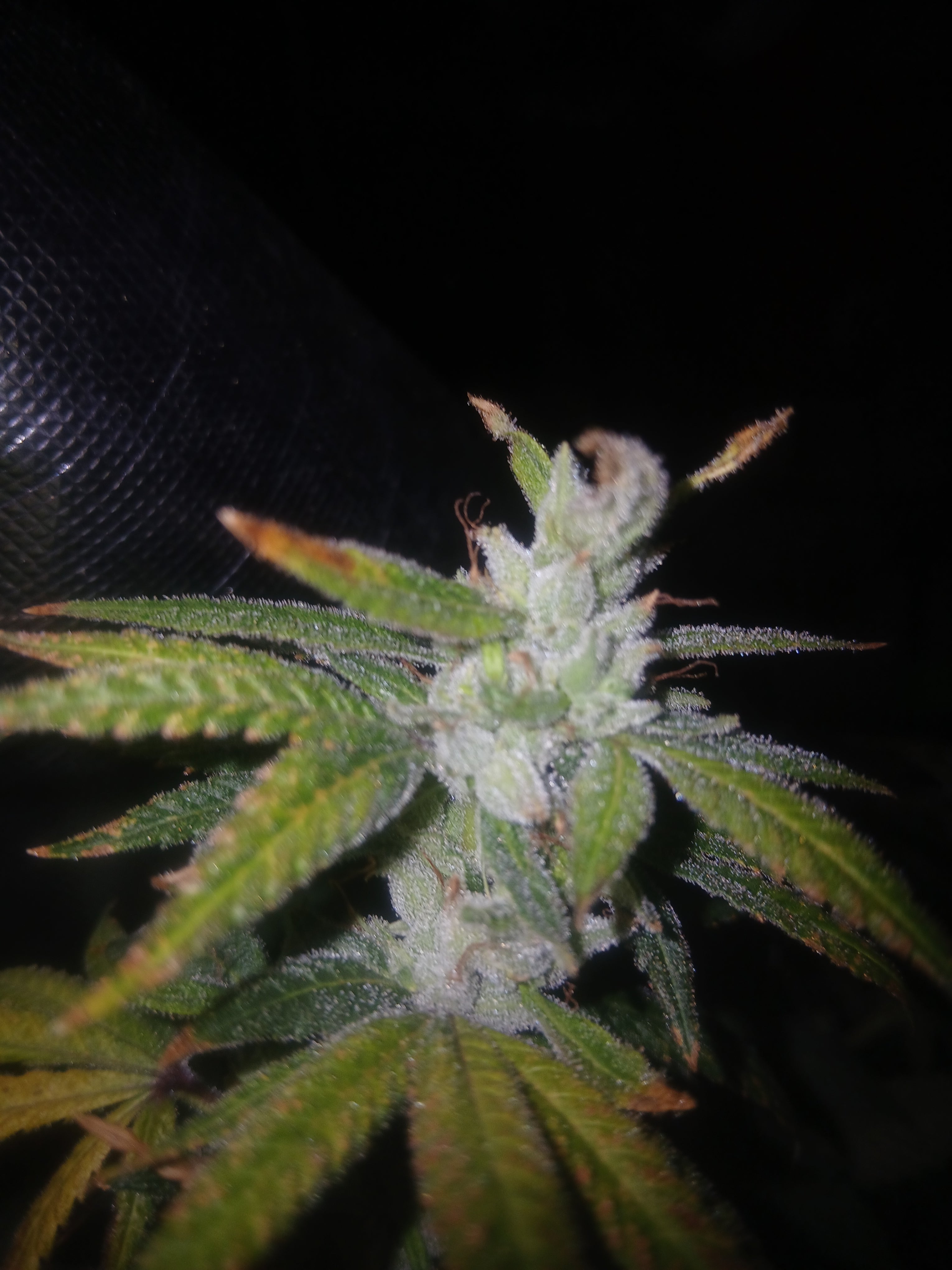 Grape Breath 10-pack feminized photoperiod