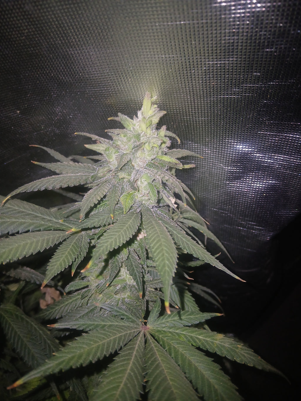 Gorilla Cookies 10-pack feminized photoperiod