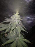 Gorilla Cookies 10-pack feminized photoperiod
