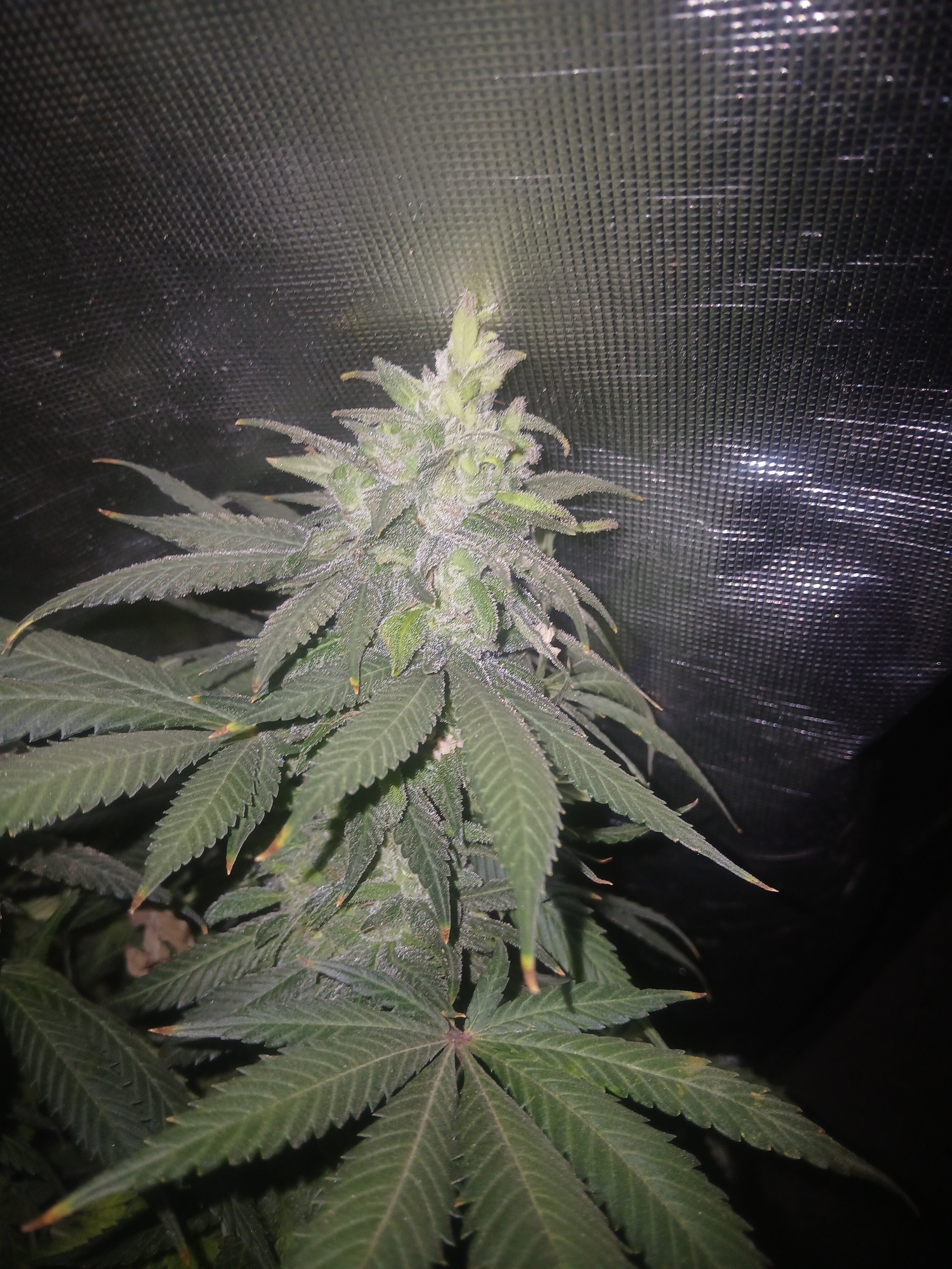 Gorilla Cookies 10-pack feminized photoperiod