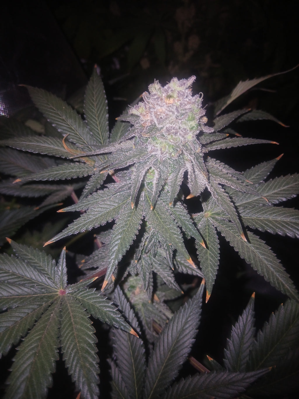 Widow glue 10-pack feminized photoperiod