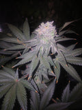 Widow glue 10-pack feminized photoperiod