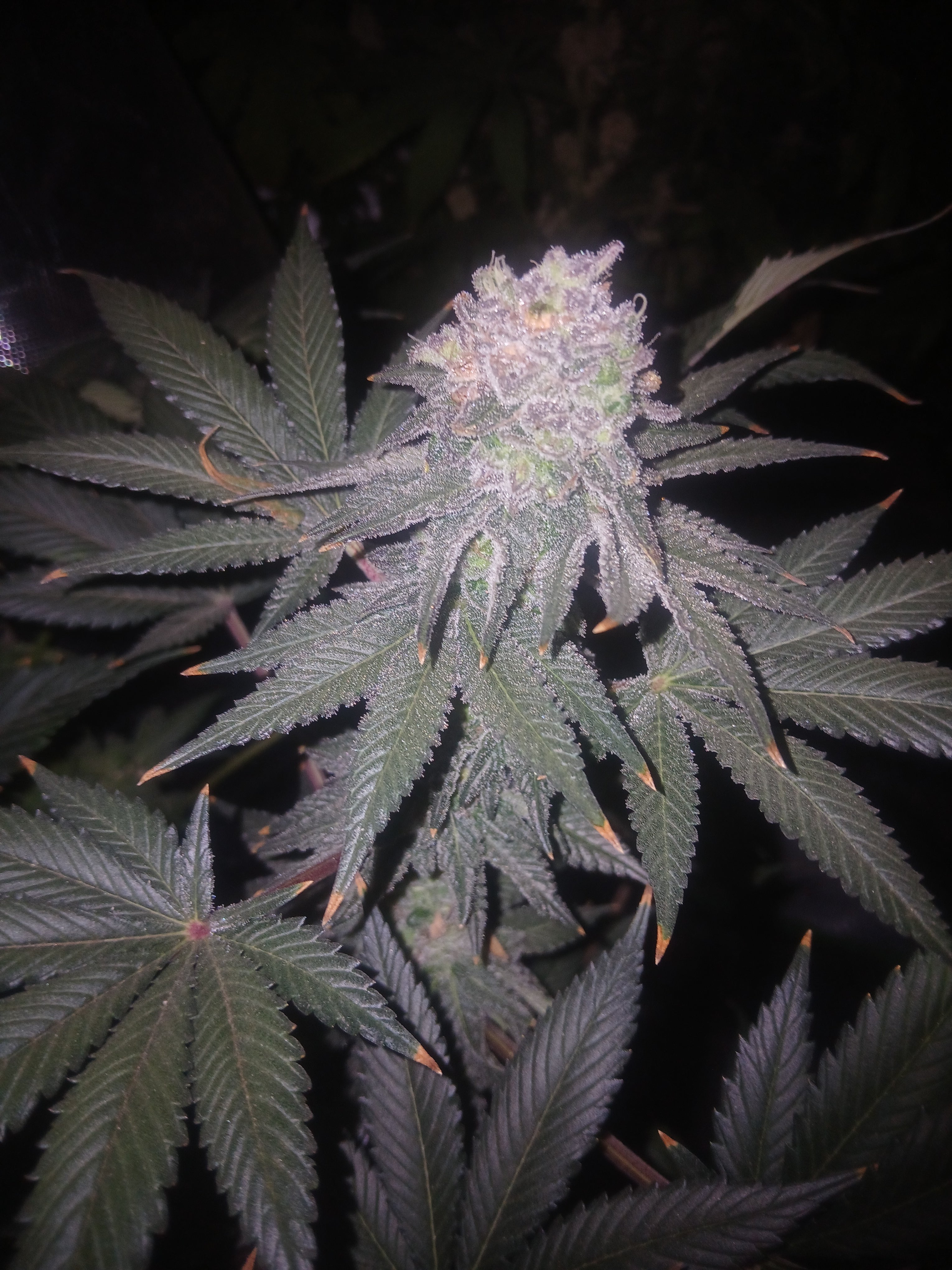 Widow glue 10-pack feminized photoperiod