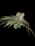 Apple Ape 10-pack feminized photoperiod