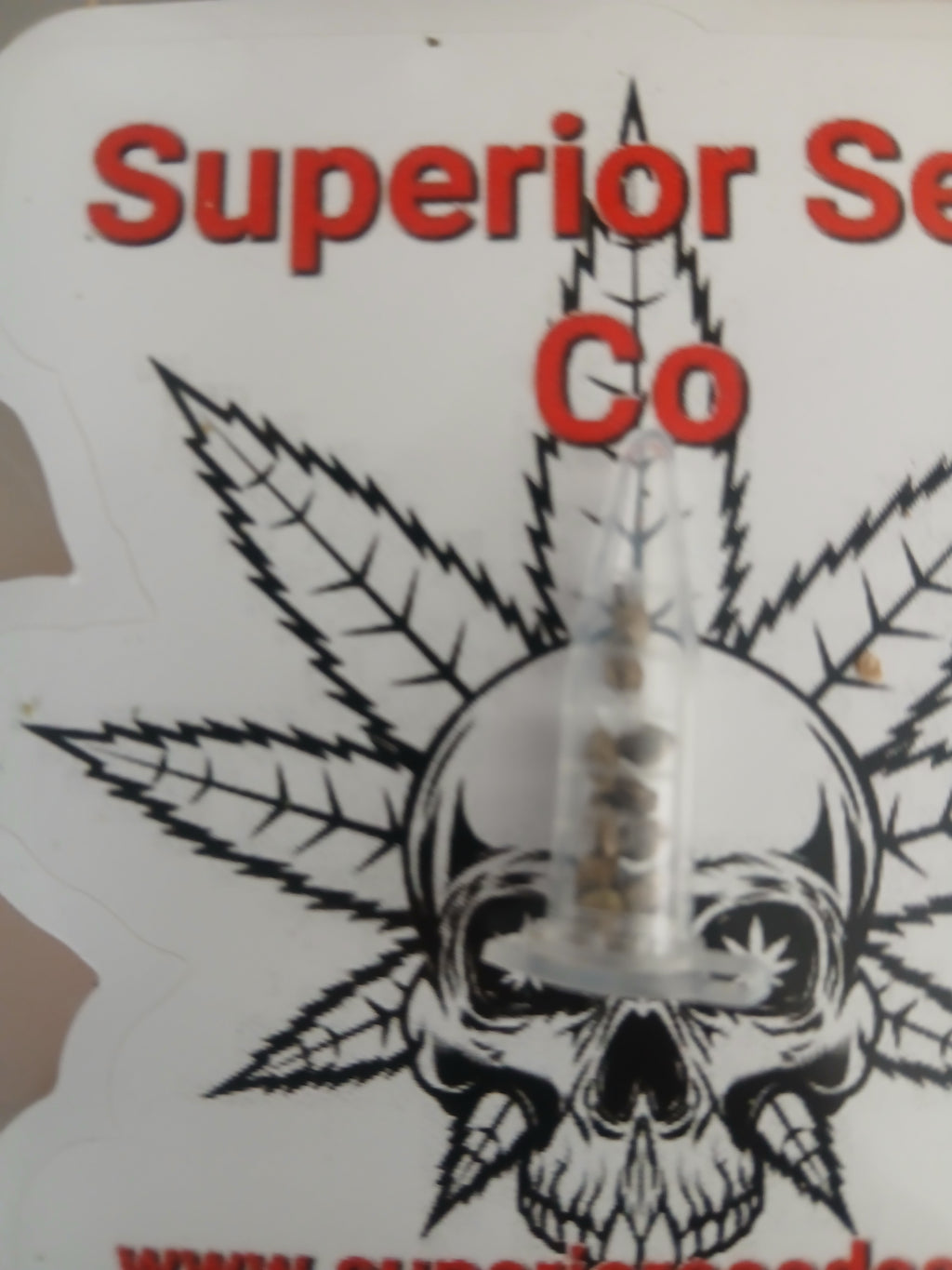 Gorilla Nut 10-pack of feminized seeds