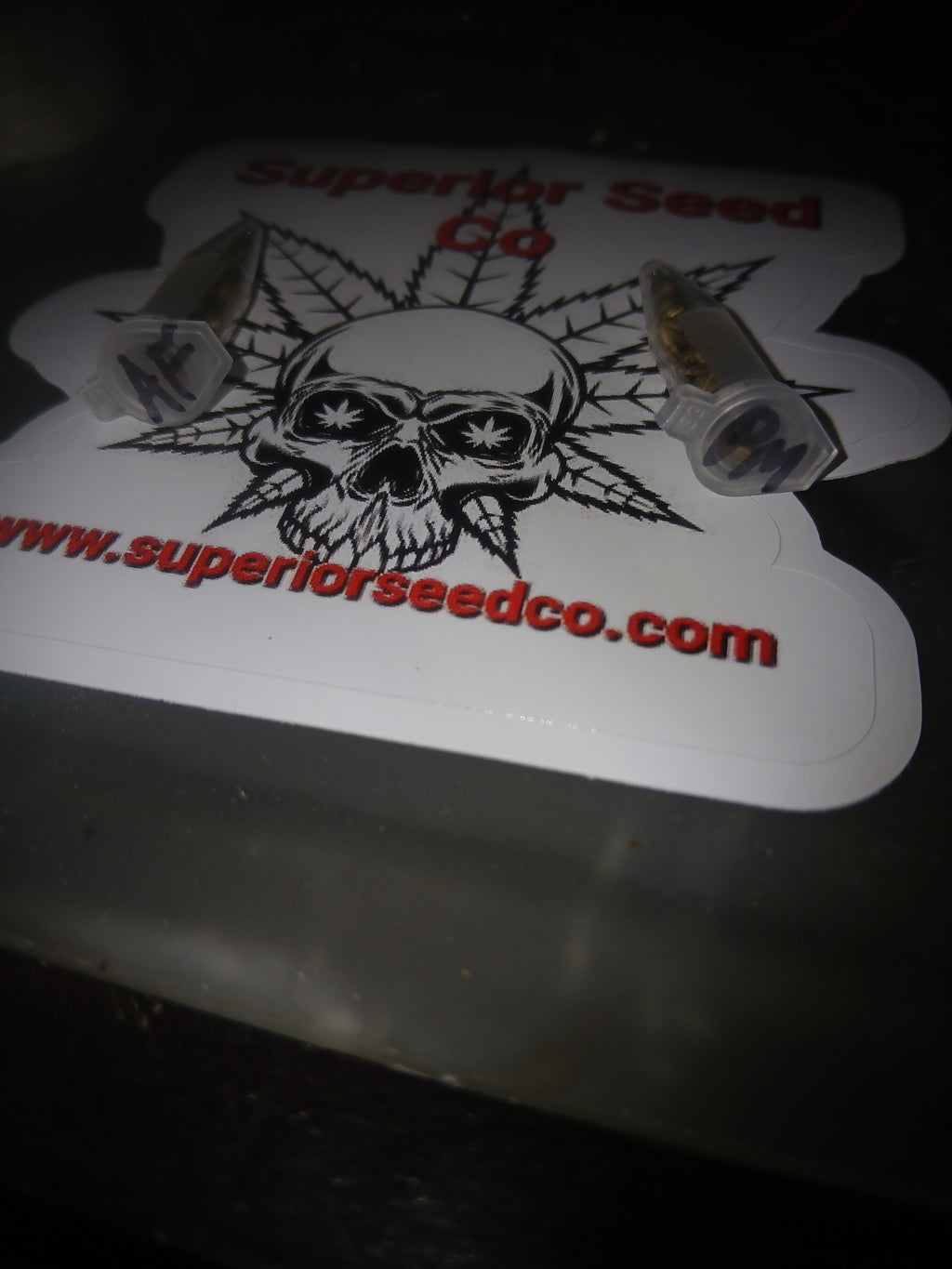 Apple Fritter 10-pack feminized seeds