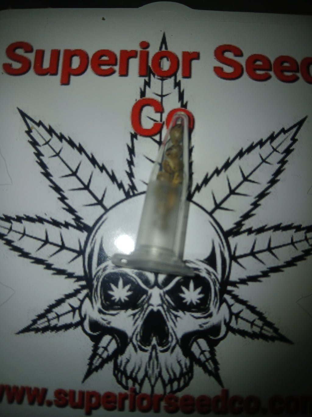 Granddaddy Purp 10-pack of feminized seeds