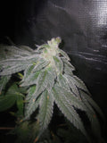 Permanent Ape 10-pack feminized photoperiod