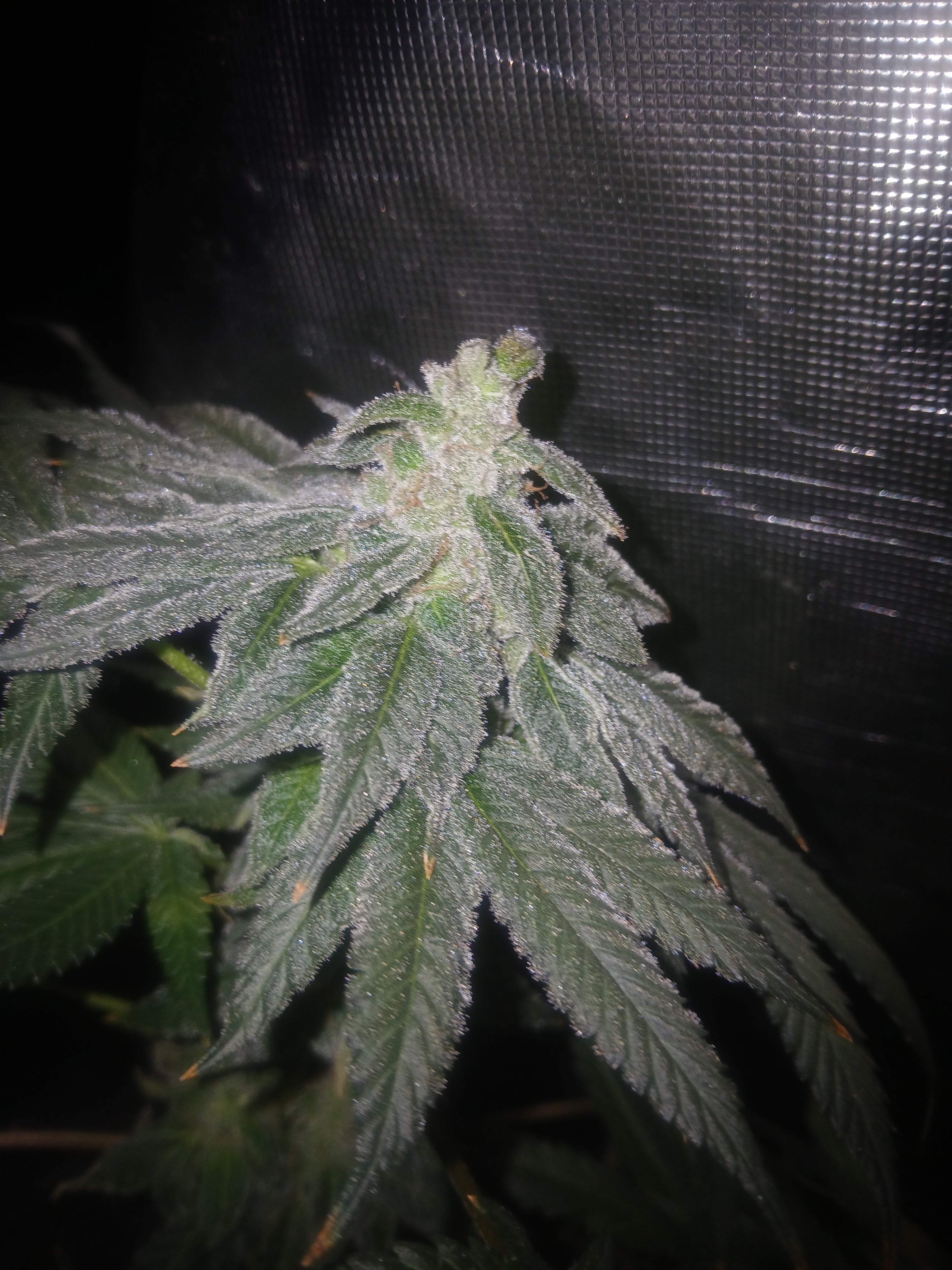 Permanent Ape 10-pack feminized photoperiod