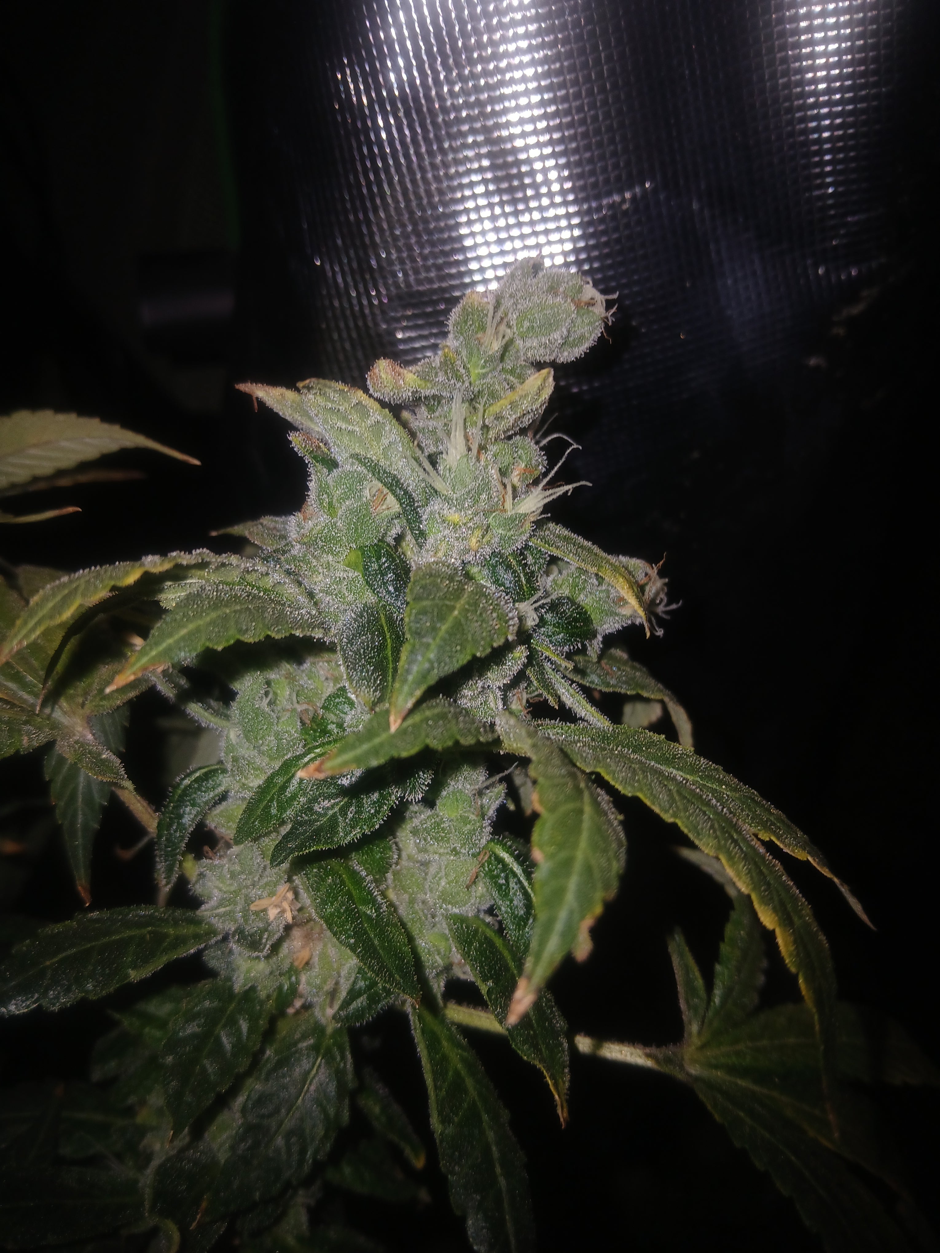 Sour Ape 10-pack feminized photoperiod