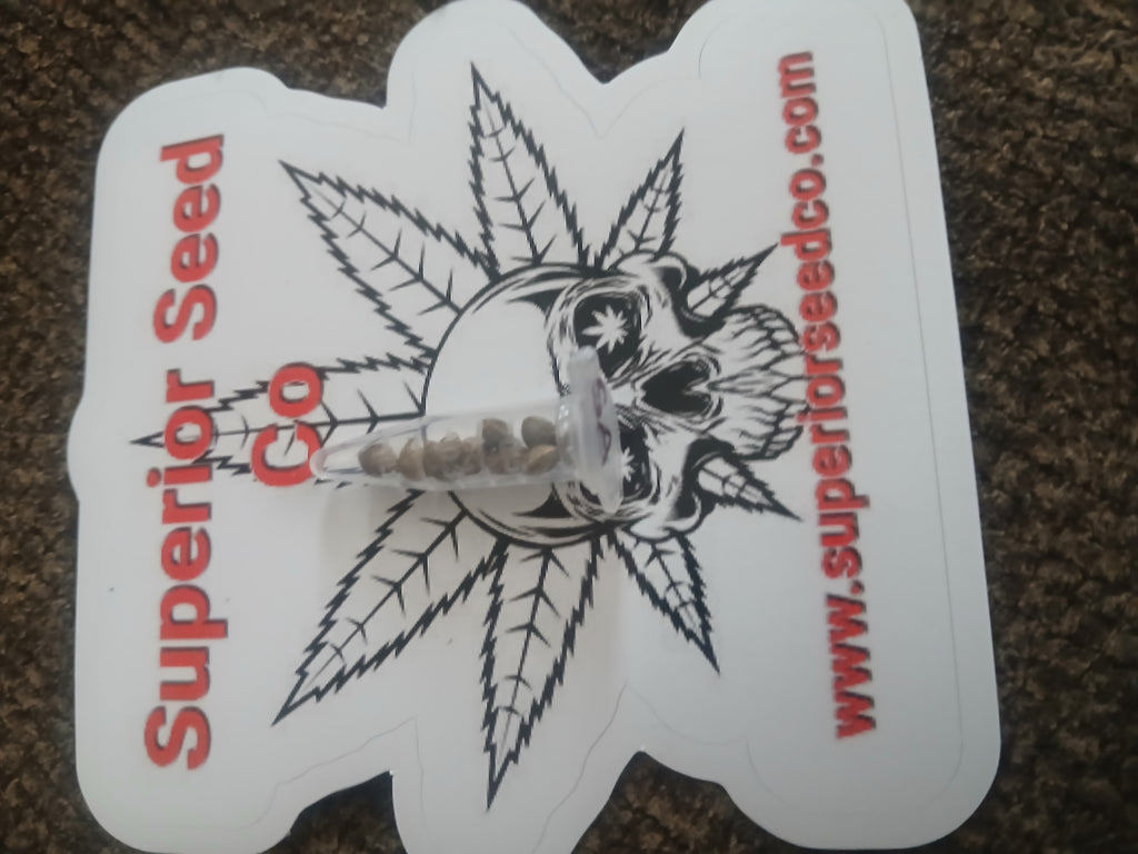 Sour Ape 10-pack feminized photoperiod