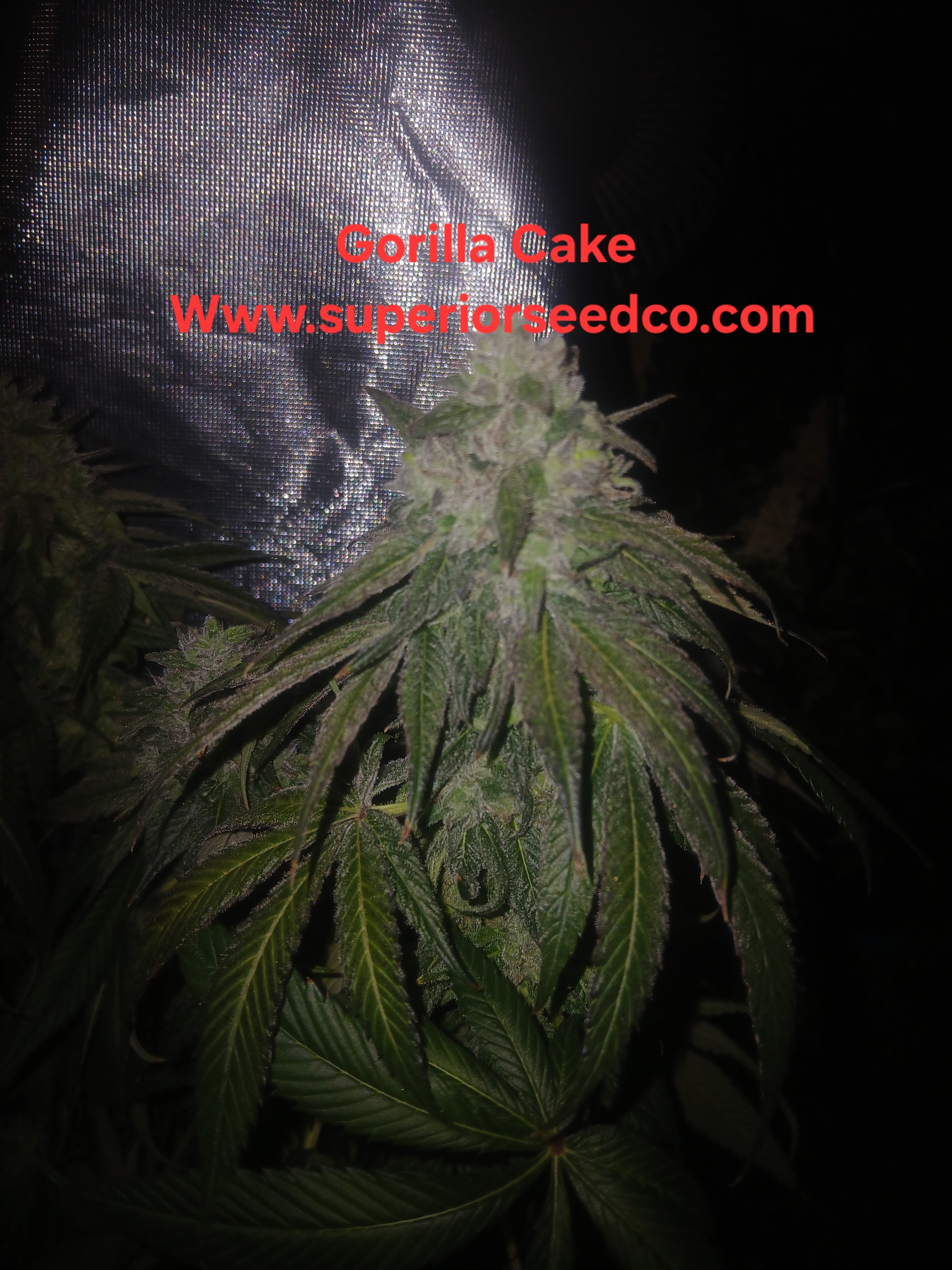 Gorilla Cake 10-pack feminized photoperiod