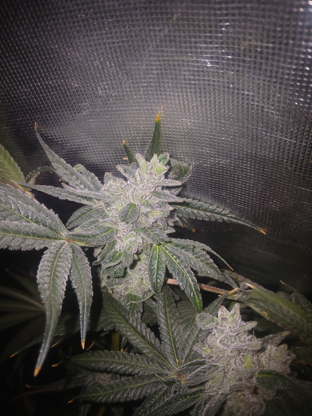 Gorilla Glue #4 feminized photoperiod 10-pack