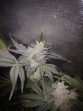 Gorilla Glue #4 feminized photoperiod 10-pack