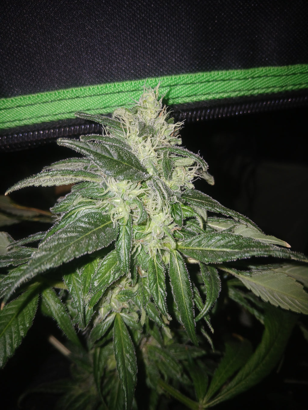 Ape kush 10-pack feminized photoperiod